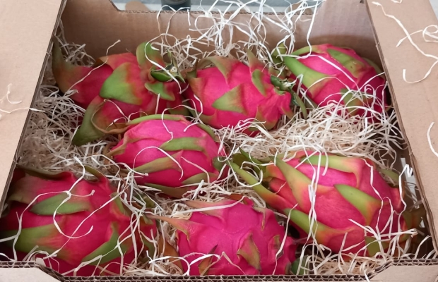 Value package of an organic product importer for sale
