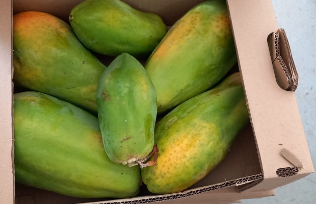 Value package of an organic product importer for sale