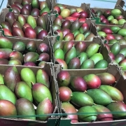 Value package of an organic product importer for sale