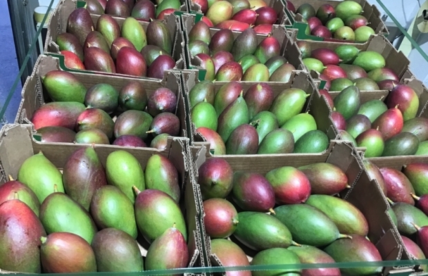 Value package of an organic product importer for sale